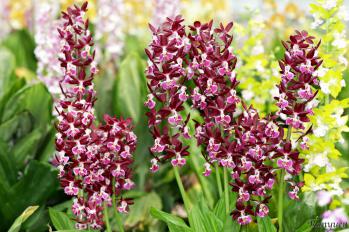 エビネ 蘭裕園 Ranyuen