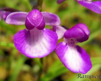 アワチドリ・夢ちどり 蘭裕園 Ranyuen