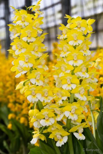 エビネ 蘭裕園 Ranyuen