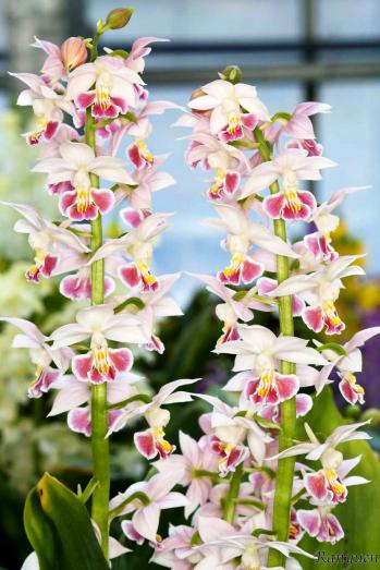 エビネ 蘭裕園 Ranyuen