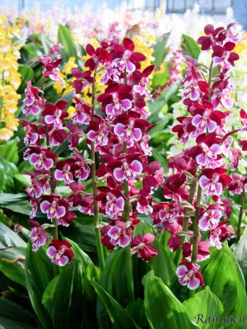 エビネ 蘭裕園 Ranyuen