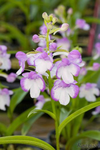 アワチドリ・夢ちどり 蘭裕園 Ranyuen
