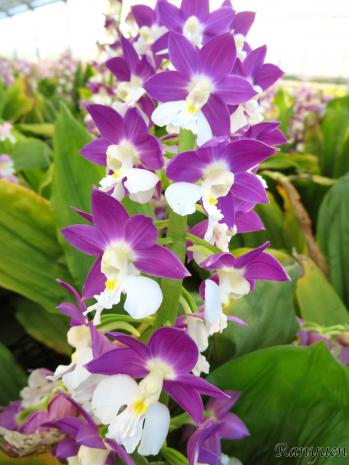 エビネ 蘭裕園 Ranyuen