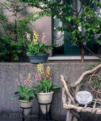 蘭裕園スタイル 蘭裕園 Ranyuen