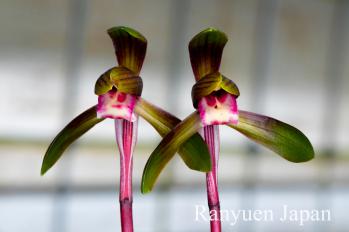 春蘭 蘭裕園 Ranyuen