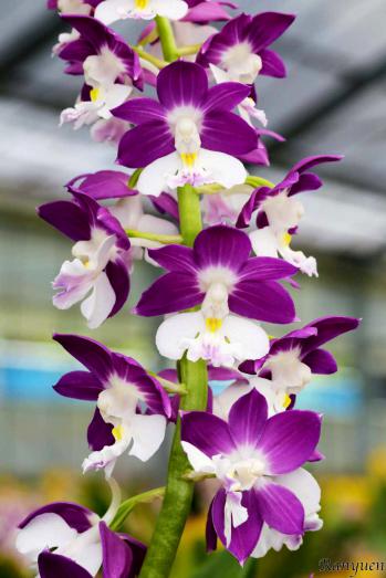 エビネ 蘭裕園 Ranyuen