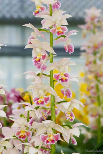 エビネ 蘭裕園 Ranyuen