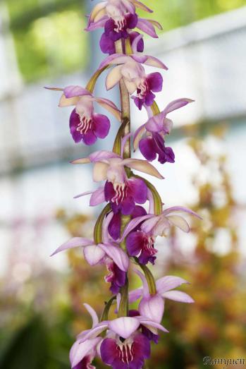 エビネ 蘭裕園 Ranyuen