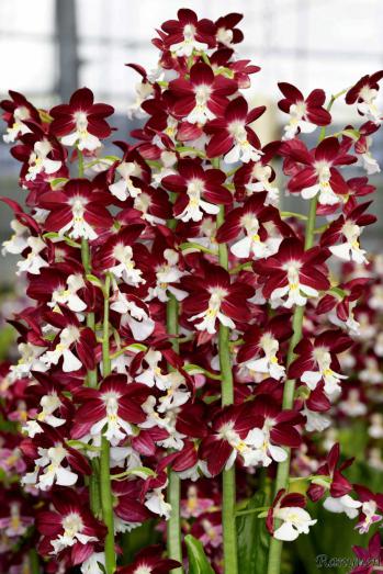 エビネ 蘭裕園 Ranyuen