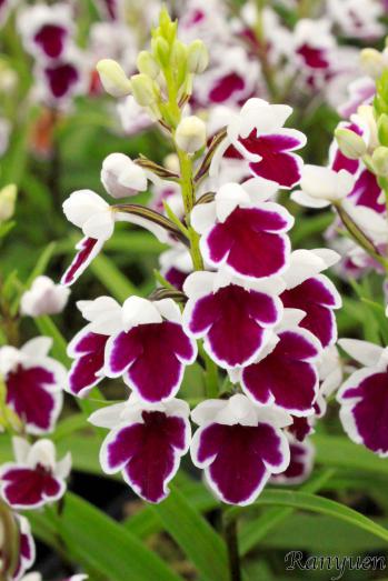 アワチドリ・夢ちどり 蘭裕園 Ranyuen