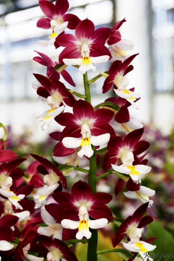 エビネ 蘭裕園 Ranyuen