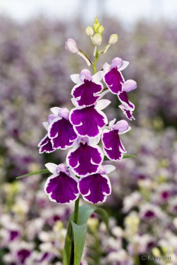 アワチドリ・夢ちどり 蘭裕園 Ranyuen