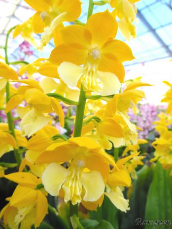 エビネ 蘭裕園 Ranyuen