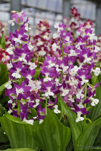 エビネ 蘭裕園 Ranyuen