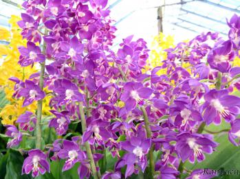 エビネ 蘭裕園 Ranyuen