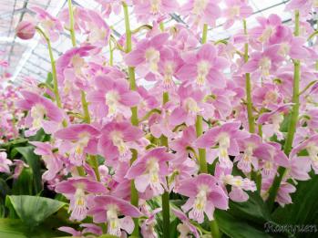 Calanthe Ranyuen