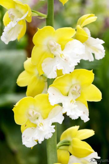 エビネ 蘭裕園 Ranyuen