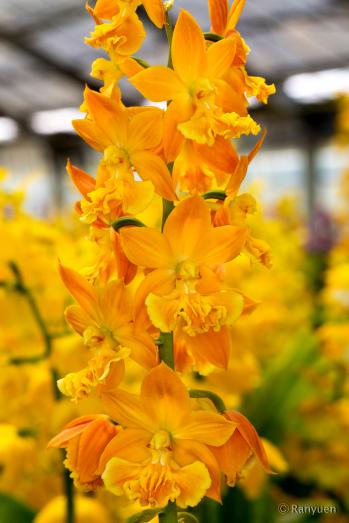 エビネ 蘭裕園 Ranyuen