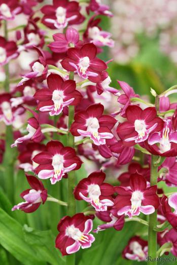 エビネ 蘭裕園 Ranyuen