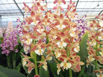 エビネ 蘭裕園 Ranyuen