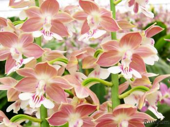 エビネ 蘭裕園 Ranyuen