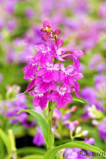 アワチドリ・夢ちどり 蘭裕園 Ranyuen