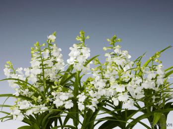 アワチドリ・夢ちどり 蘭裕園 Ranyuen