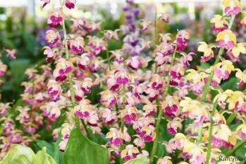 Calanthe Ranyuen