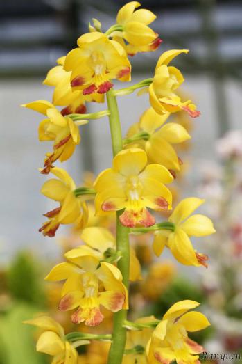 エビネ 蘭裕園 Ranyuen