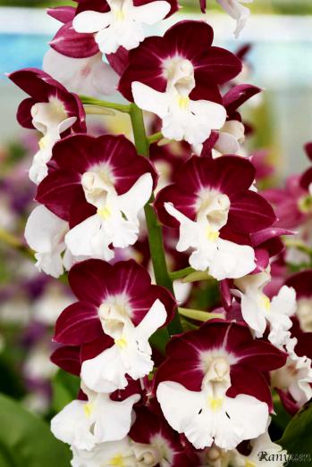 エビネ 蘭裕園 Ranyuen