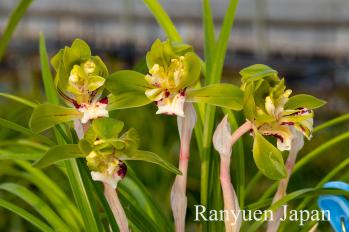 春蘭 蘭裕園 Ranyuen