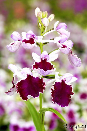 アワチドリ・夢ちどり 蘭裕園 Ranyuen