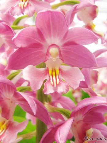 エビネ 蘭裕園 Ranyuen