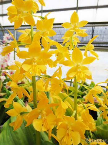 エビネ 蘭裕園 Ranyuen