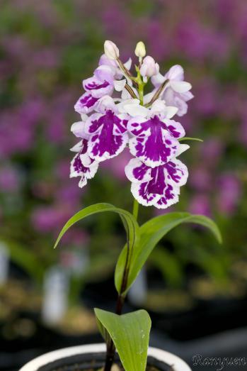 アワチドリ・夢ちどり 蘭裕園 Ranyuen