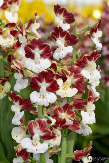 エビネ 蘭裕園 Ranyuen