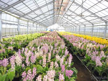 エビネ 蘭裕園 Ranyuen