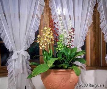 蘭裕園スタイル 蘭裕園 Ranyuen