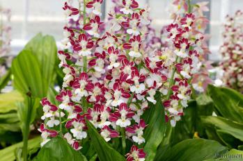 エビネ 蘭裕園 Ranyuen