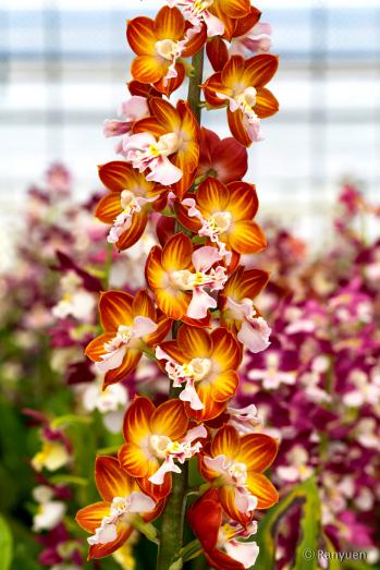 エビネ 蘭裕園 Ranyuen