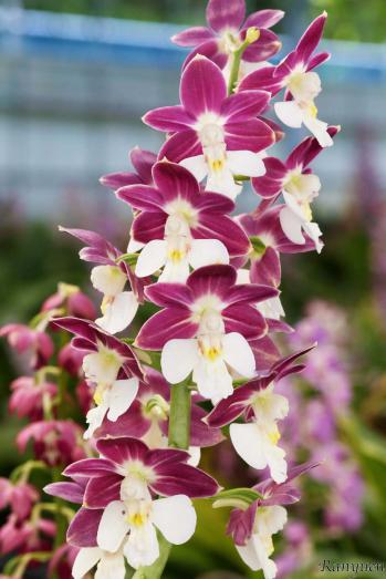 エビネ 蘭裕園 Ranyuen