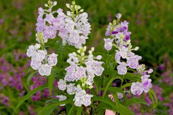 アワチドリ・夢ちどり 蘭裕園 Ranyuen