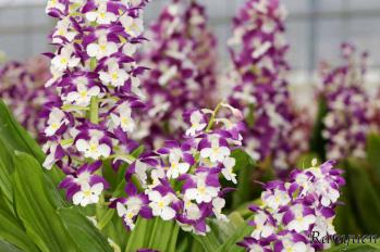 エビネ 蘭裕園 Ranyuen