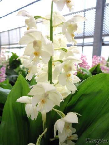 エビネ 蘭裕園 Ranyuen