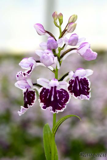 アワチドリ・夢ちどり 蘭裕園 Ranyuen