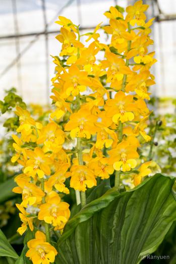 エビネ 蘭裕園 Ranyuen