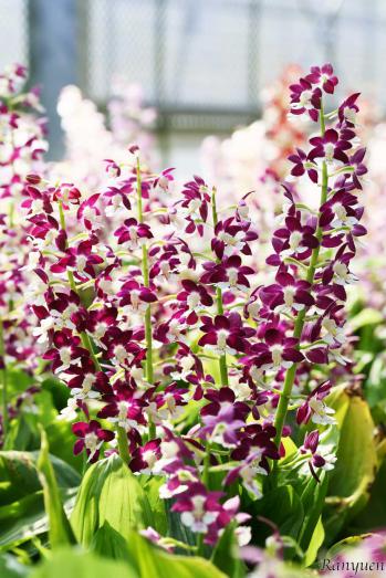 エビネ 蘭裕園 Ranyuen