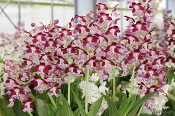 エビネ 蘭裕園 Ranyuen