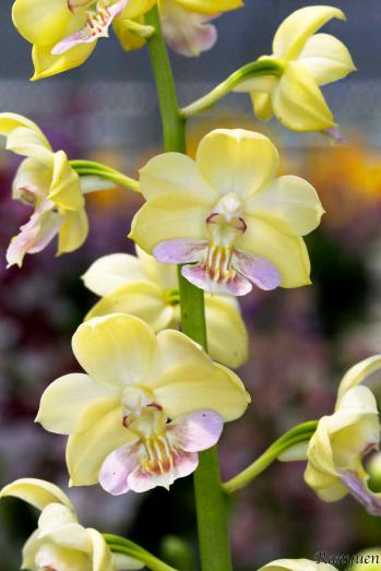 エビネ 蘭裕園 Ranyuen