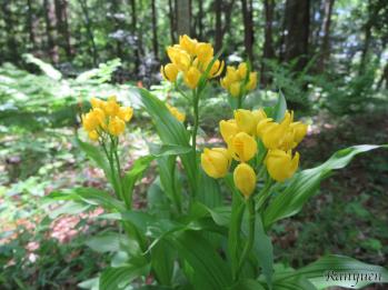 キンラン 蘭裕園 Ranyuen